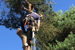 Tree surgeon in Cheshire - Chartley Tree Services - John Wild