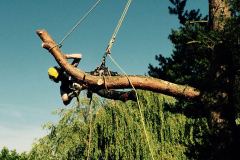 Tree surgeon in Cheshire - Chartley Tree Services - John Wild