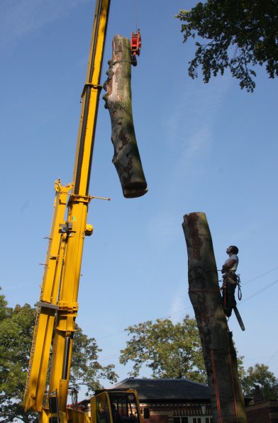 Chartley Tree Surgeons of Cheshire - Commercial work